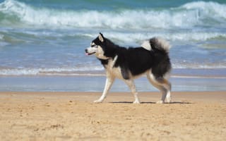 Картинка Собака хаски бежит по песку на пляже