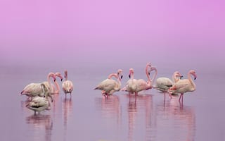 Обои Фламинго в воде на розовом фоне