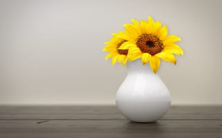 Обои Два цветка подсолнуха в белой вазе на фоне стены