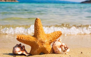 Картинка Морская звезда с ракушками на берегу моря
