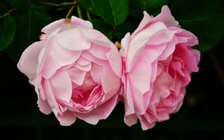 Картинка Два цветка розовой розы крупным планом