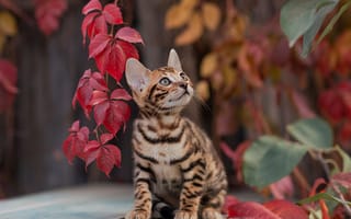 Картинка Маленький полосатый котенок с красными листьями