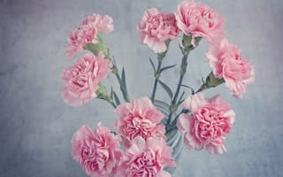 Картинка Букет розовых гвоздик в вазе на столе