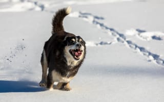 Картинка Веселая собака с высунутым языком бежит по снегу