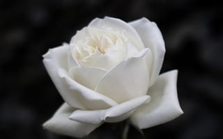 Картинка Красивый белый цветок розы на черном фоне