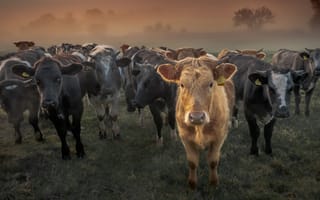 Картинка Большое стадо домашних коров