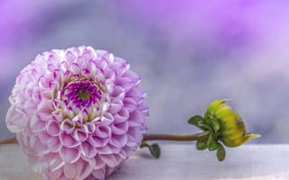Картинка Красивый пурпурный цветок георгина с бутоном
