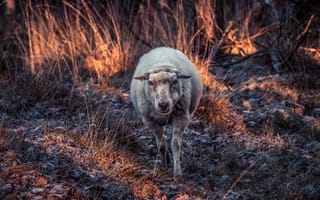 Картинка Овца гуляет по покрытой инеем траве