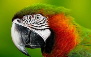 Обои Голова зеленого попугая ара с острым клювом