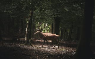 Обои Большой олень с рогами идет по лесу