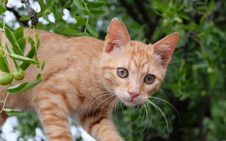 Картинка Маленький красивый рыжий котенок в ветках