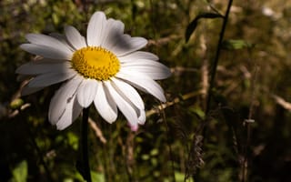 Картинка Крупный белый цветок ромашки