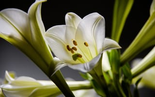 Картинка Белые красивые лилии с бутонами на черном фоне