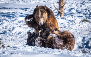 Обои Два бурых медведя дерутся на снегу