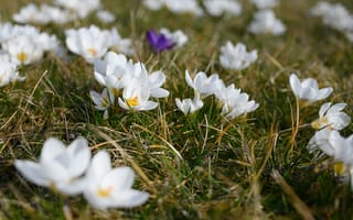 Обои Белые нежные цветы крокуса в зеленой траве