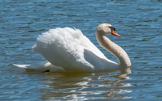 Обои Красивый белый лебедь в воде в лучах солнца