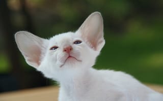 Картинка Красивый маленький белый котенок ориентал