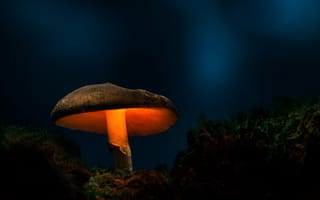 Картинка Большой лесной гриб с подсветкой в лесу