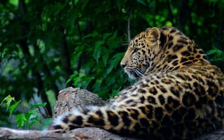 Картинка Большой пятнистый хищный леопард лежит на дереве