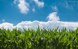 Обои Зеленые листья кукурузы под голубым небом с белыми облаками