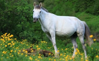 Обои Большая белая лошадь с жеребенком на поляне