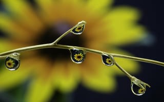 Картинка Капли воды на ветке цветка