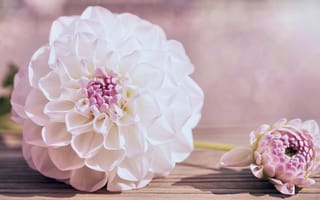 Картинка Нежный кремовый цветок георгина на столе
