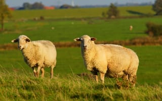 Обои Две большие пушистые овцы на зеленой траве