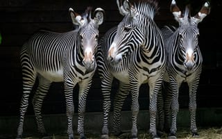 Картинка Три полосатые зебры стоят у стены в зоопарке