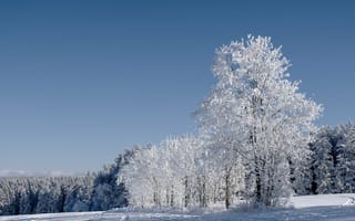Картинка Красивые белые деревья в инее под голубым небом