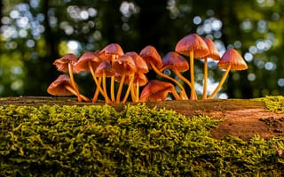 Картинка Маленькие грибы поганки на покрытом мхом дереве