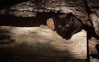 Картинка Маленький черный котенок прячется в дровах