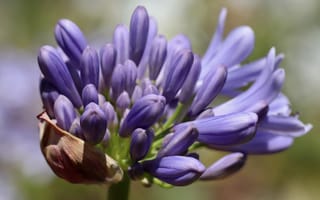 Картинка Синий цветок Агапантус распускается