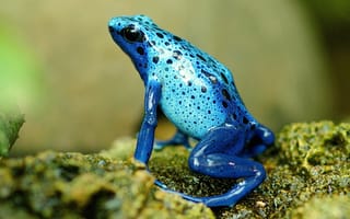 Картинка Голубая экзотическая лягушка на камне