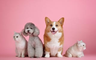 Картинка Две породистые собаки и два кота на розовом фоне