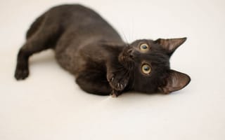Картинка Маленький черный котенок с желтыми глазами на сером фоне