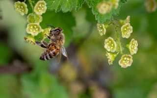 Картинка Маленькая медоносная пчела сидит на цветке