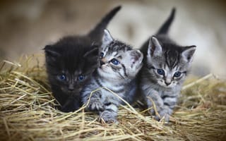 Картинка Три маленьких котенка на сене