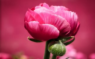 Обои Розовый цветок лютика с бутоном на розовом фоне