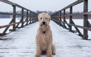Картинка Пушистый пес сидит на покрытом снегом мосту