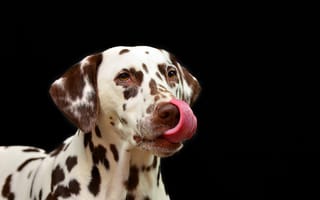 Обои Собака породы далматин с высунутым языком на черном фоне