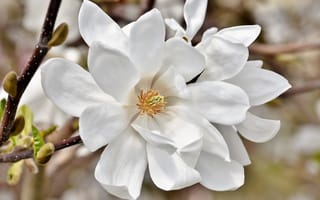 Обои Нежные цветы белой магнолии на ветке