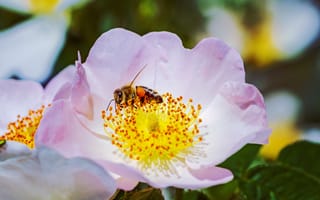 Картинка Нежный розовый цветок шиповника с пчелой