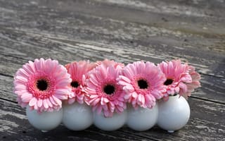 Картинка Маленькие розовые цветы герберы в белых вазах