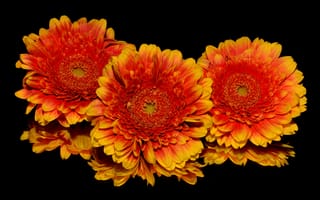 Картинка Три оранжевых цветка хризантемы на черном фоне