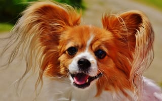 Картинка Собака папильон в пушистыми ушами