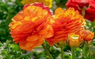 Картинка Оранжевые цветы лютика с бутонами на клумбе