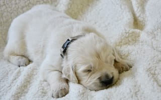 Картинка Маленький слепой щенок золотистого ретривера