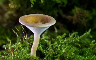 Картинка Лесной гриб на покрытой мхом земле