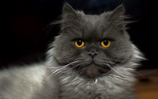 Картинка Большой пушистый породистый кот с желтыми глазами